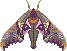 Purple moth